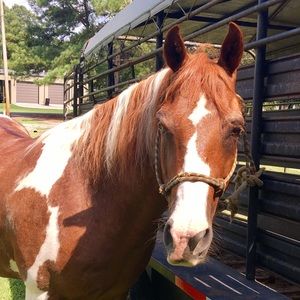 Meet your Posher, Shane